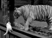 雷火电竞合作-精密机器与黑马之魂的对决，楚阿梅尼一剑封喉，塞内加尔用天赋征服终场哨