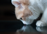 雷火电竞-阿拉巴数据风暴，总决赛之夜的唯一性宣言