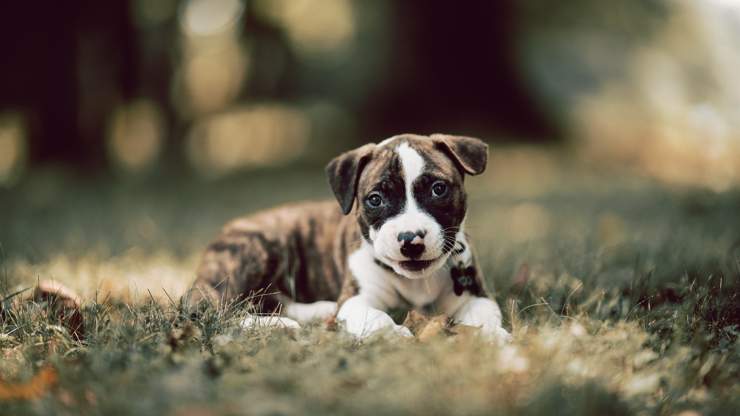 亚平宁的弦歌与伊比利亚的棋局，当佛罗伦萨的艺术足球照亮京多安的统治之夜